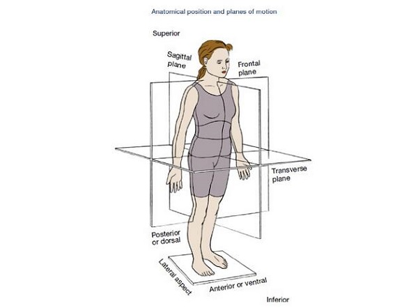 Reihe von orthopädischen Wissenseinführungen - Anatomie